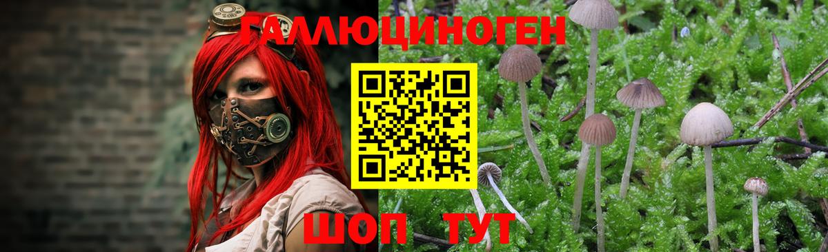 Камышлов  Галлюциногенные грибы прущие грибы  Вход с VPN 
